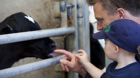Man and a kid with a calf