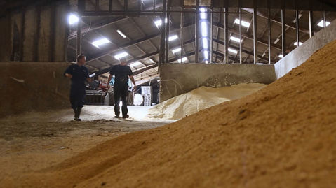 Two men walking in the grain