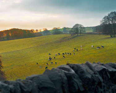 Cows in a field