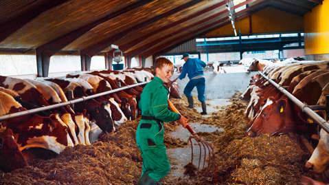 Young man working with cows